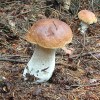 100 Boletus edulis_103