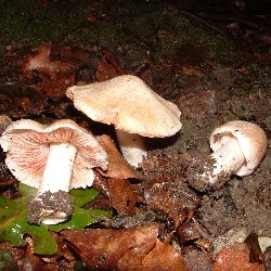 Ziegelroter Ri�pilz Mai-Ri�pilz_1