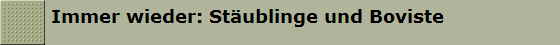 Immer wieder: St�ublinge und Boviste