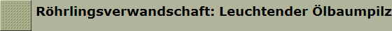 R�hrlingsverwandschaft: Leuchtender �lbaumpilz