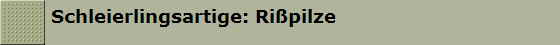 Schleierlingsartige: Ri�pilze