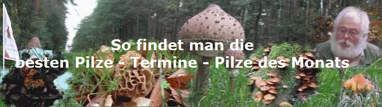 So findet man die 
besten Pilze - Termine - Pilze des Monats 