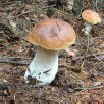 100 Boletus edulis_102