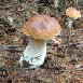 100 Boletus edulis_1