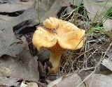 1 Pfifferling Cantharellus cibarius_102