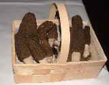 1 Spitzmorchel Morchella conica_102