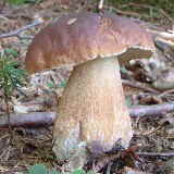 1 Steinpilz Boletus edulis_1