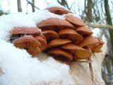 1 Winterpilz Flammulina velutipes_1