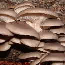 Austernseitling02 Austernseitling02