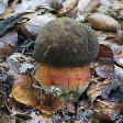 Boletus erythropus Schusterpilz - Flockenstieliger Hexenrhrling_102