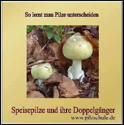 CD-Speisepilze und Doppelg�nger_1