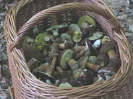 Einen Korb voller Pilze_1