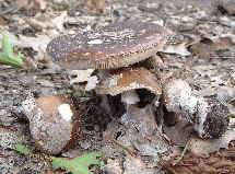 Grauer Wulstling - Amanita spissa_1