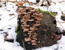 HerberZwergknueling_1