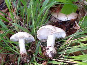 Maipilz Calocybe gambosa_1