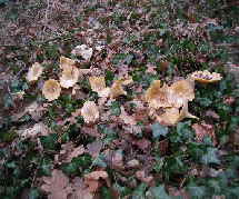 PICT0050_1