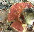 Poren_1