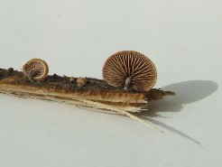 Psilocybe horizontalis_1