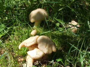 Riesenrtling - Entoloma lividum_1