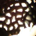 Rhren_102