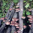 SHII-Take-groß_1 SHII-Take-groß_1