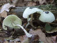 Schwarzschuppigen Faltenschirmling - Leucocoprinus brebissonii_1