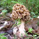 Speisemorchel1 Speisemorchel1