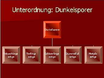 Systematik Dunkelsporer_1