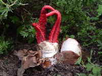 Tintenfischpilz - Clathrus archeri_1