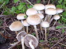 Voreilender Ackerling_1
