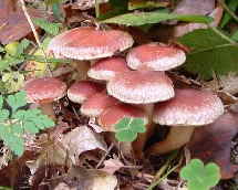 Ziegelroter-Schwefelkopf_1