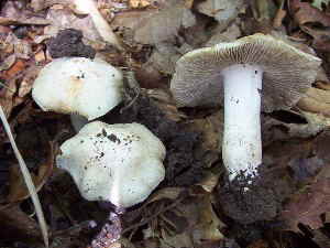 Ziegelroter Ripilz - Mai-Ripilz_1