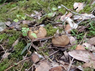 Immer wieder: St�ublinge und Boviste