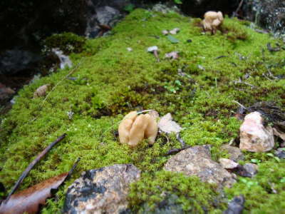 Ascomyceten: Herbstlorchel