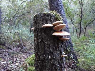 Tr�uschlingsartige: Melanotus? 