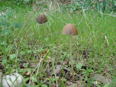 Tintlingsartige: Psathyrella